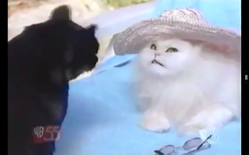 an animatronic Persian cat wears a floppy beach hat
