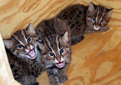 a picture of 3 fishing cat kittens